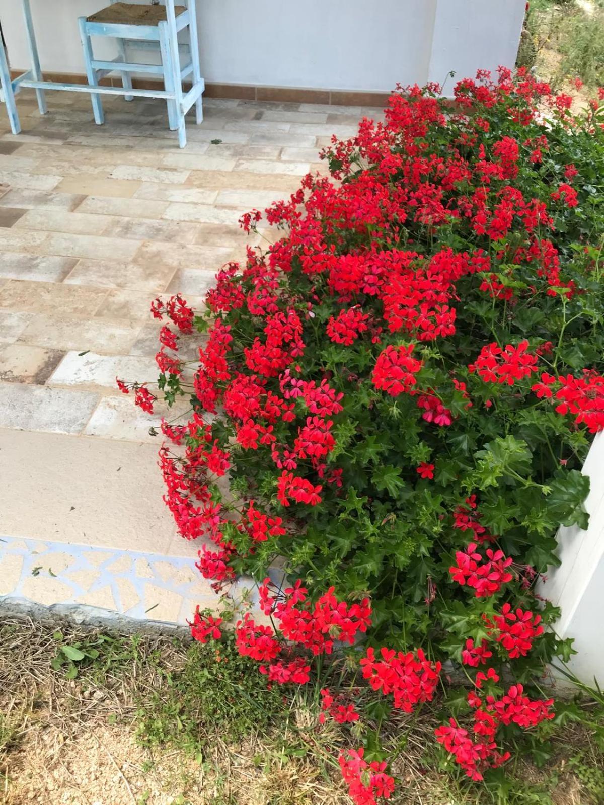 La Fragola In Campagna 6 K M Da San Pantaleo Hotel Ngoại thất bức ảnh